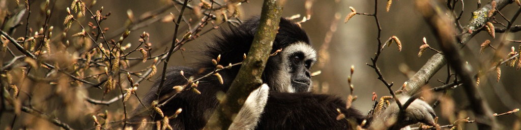 The world’s primates are in trouble